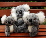 Koala Bear Plush