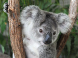 Koala Bear Plush